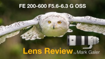 Sony FE 200 600 G and FE 100-400 GM Lens Review